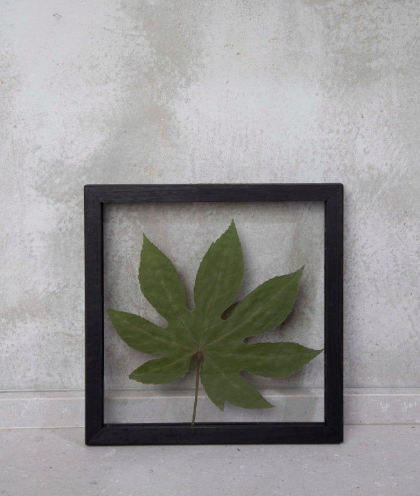 Wandbild m. Trockenblumen - Aralienblatt