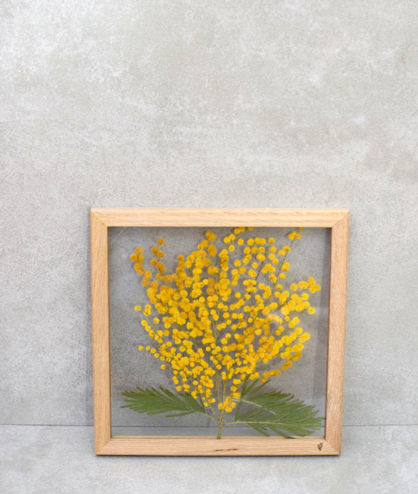 Mimose Blüte - diverse Trockenblumen-gelb/grün