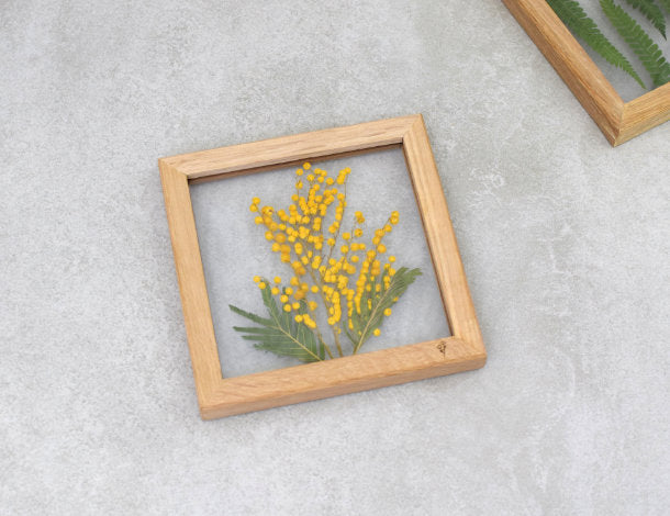 Mimose Blüte - diverse Trockenblumen-gelb/grün
