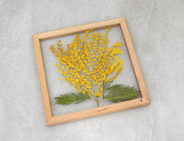 Mimose Blüte - diverse Trockenblumen-gelb/grün